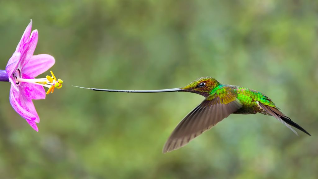 символика колибри