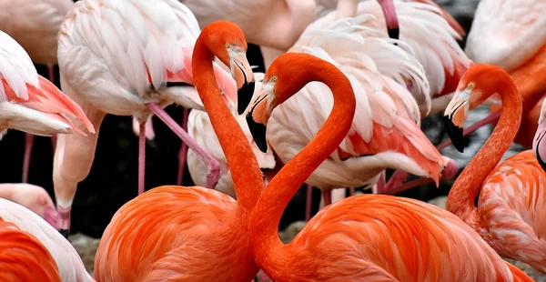 розовый фламинго символизирует