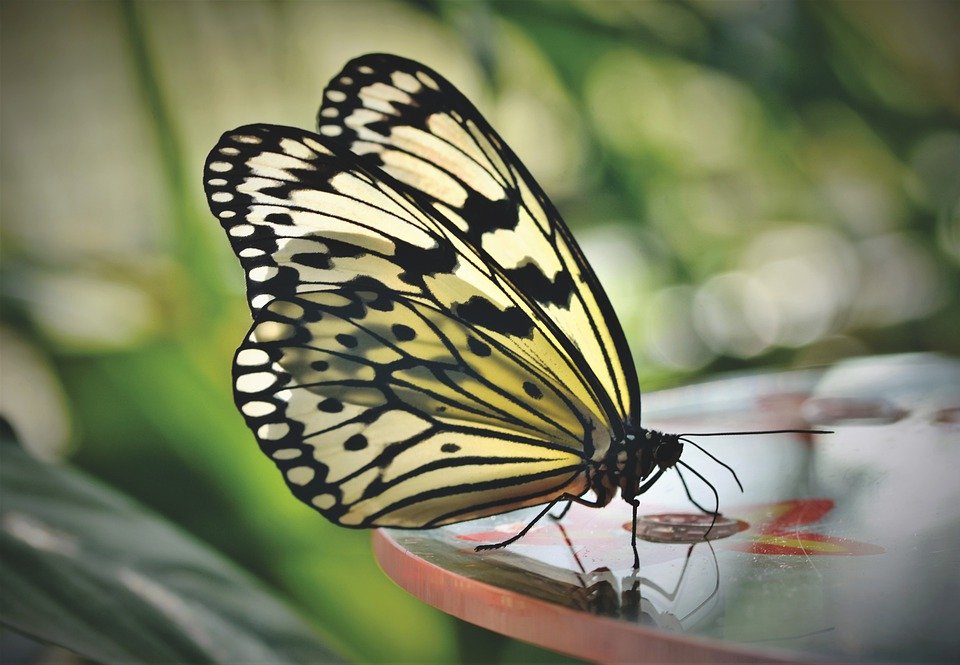 Символика бабочки